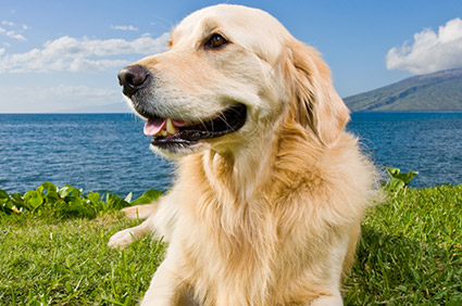 The IKC develops dogs into happy, loyal and well-behaved companions.