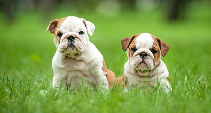 Pedigree ikc sales