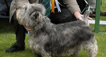 https://www.ikc.ie/dog-ownership/types-of-dog/breeds/native-breeds-of-ireland/irish-glen-of-imaal-terrier