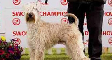 Irish Soft Coated Wheaten Terrier