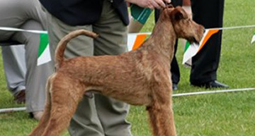 Irish Terrier