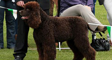 Irish Water Spaniel