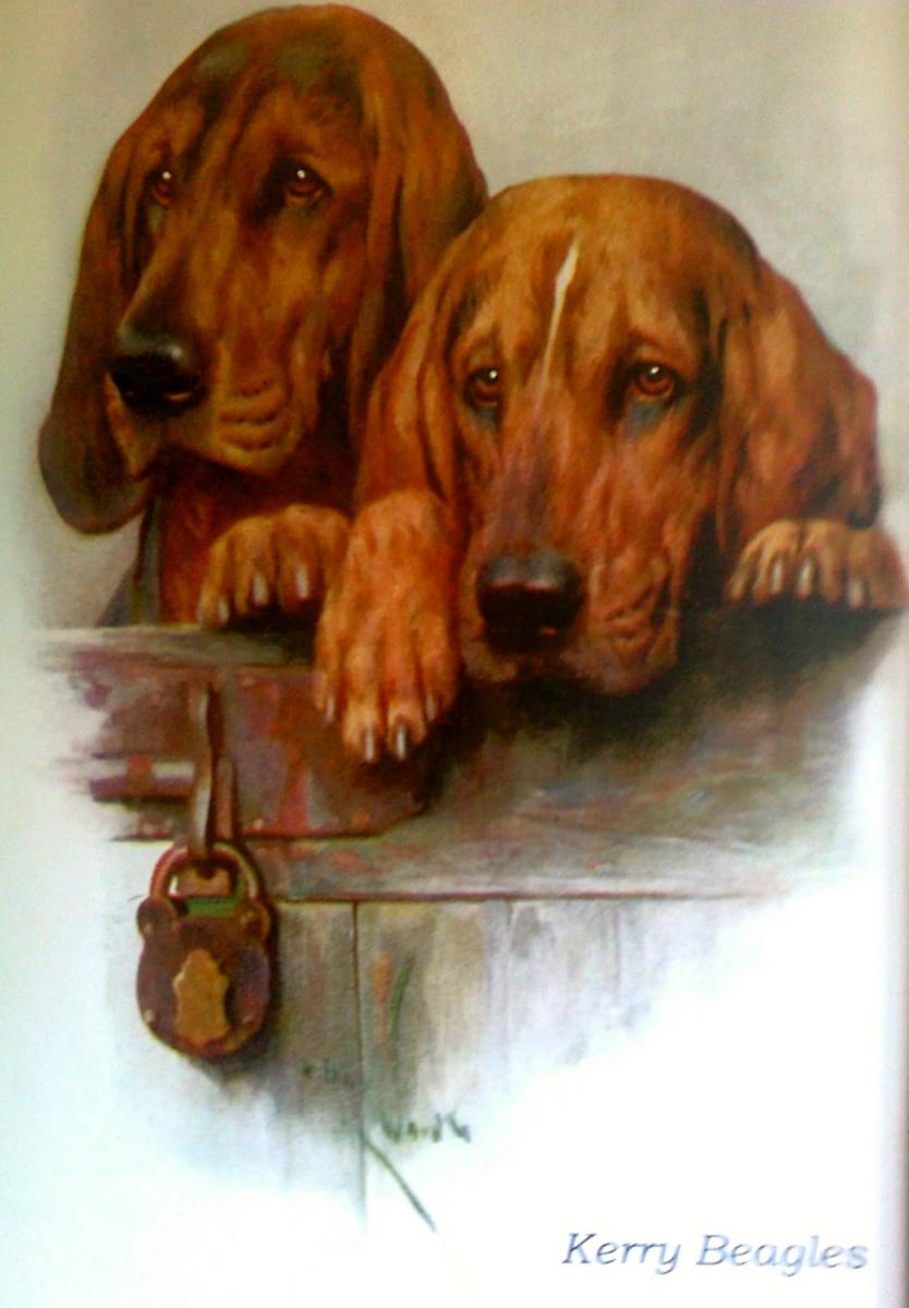 Kerry Beagle The Irish Kennel Club