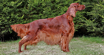 https://www.ikc.ie/dog-ownership/types-of-dog/breeds/native-breeds-of-ireland/irish-red-setter