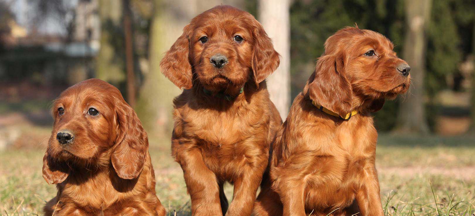 golden irish puppies for sale ireland