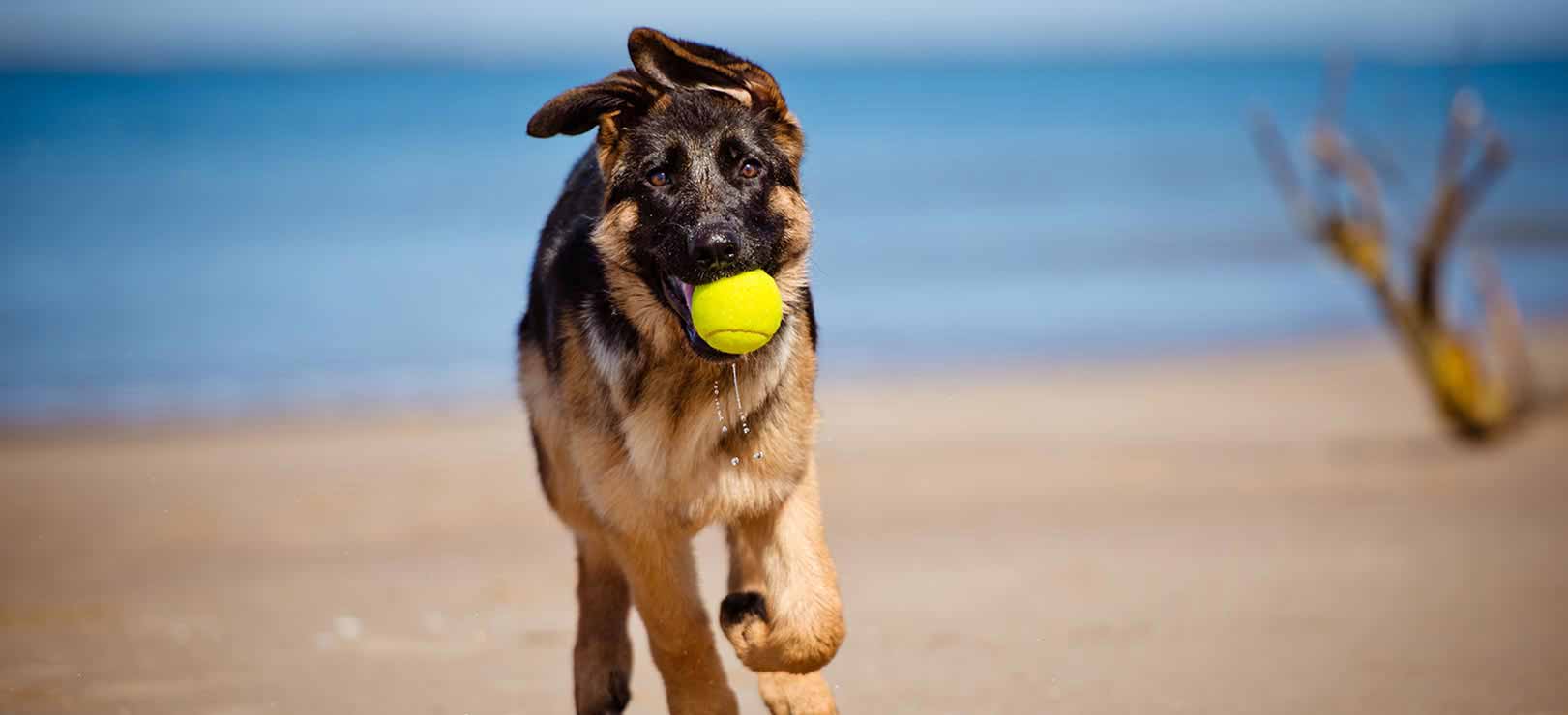 Lassie as Salesdog: One More Trip to the Well - The New York Times