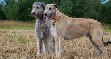 Irish Wolfhound