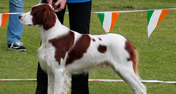 Irish Red and White Setter