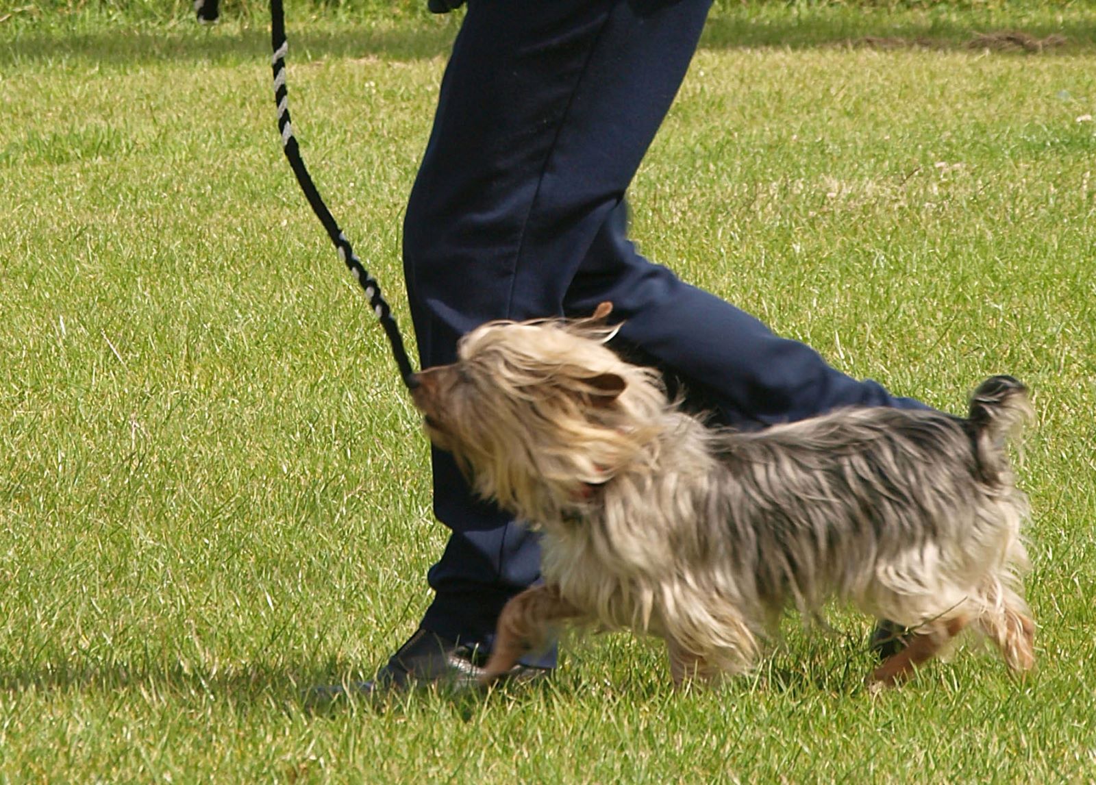 Obedience